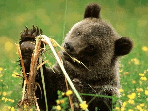 a bear in North America