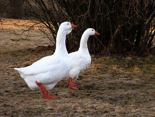 two geese